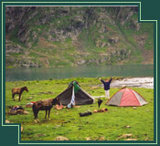 Kashmir Field